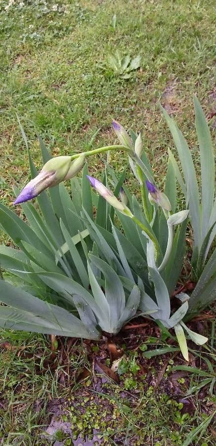 Iris de Perrier 4