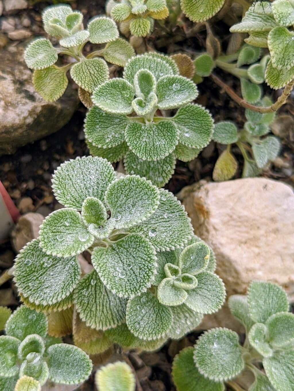 Marroblanco 2