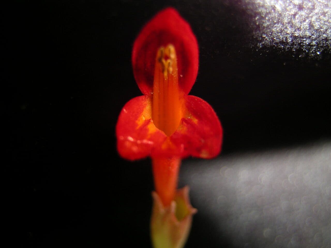 Colquhounia 3