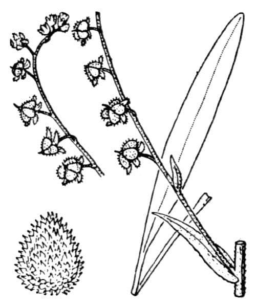 Lingua di cane tedesca 25