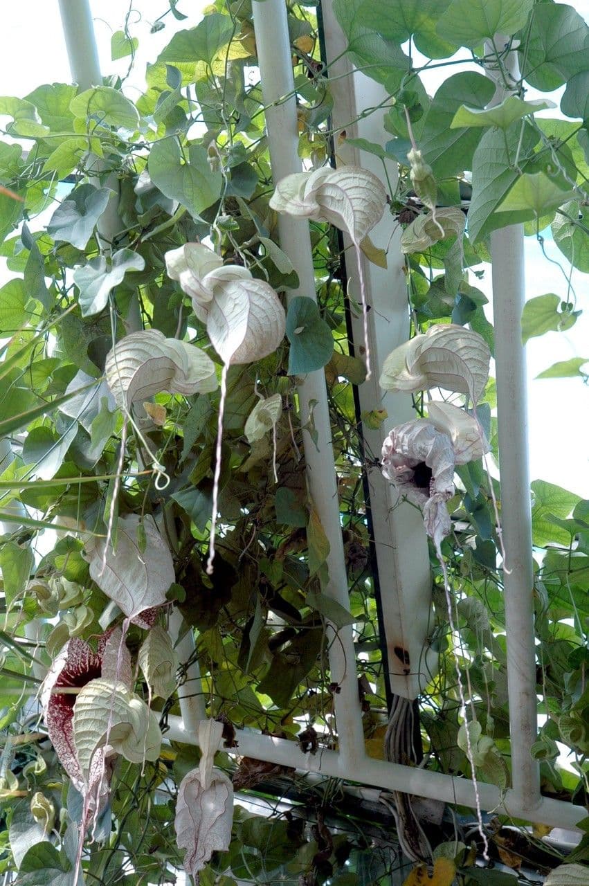 Fiore d'anatra 12