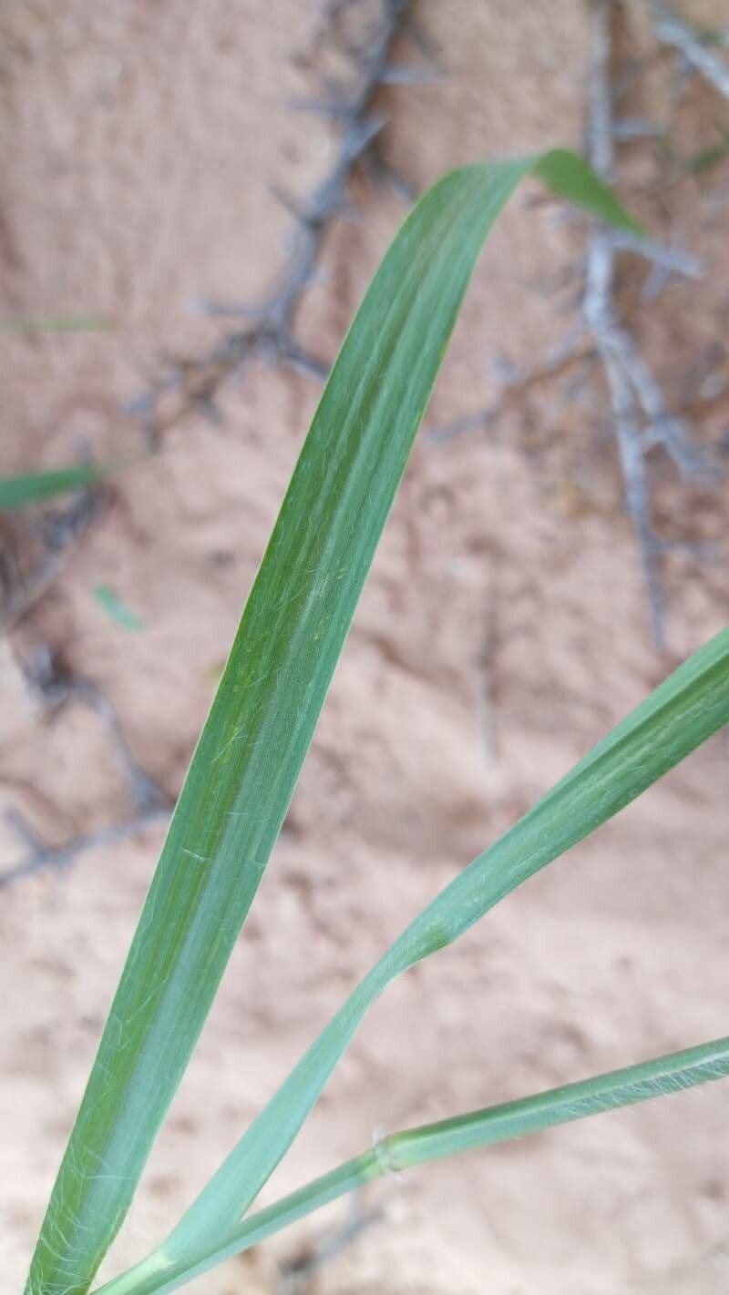 Cenchrus violaceo 11