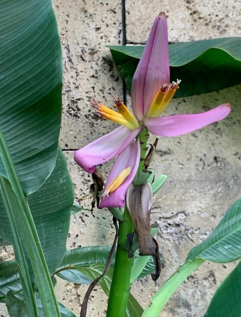 Banana selvatica 2