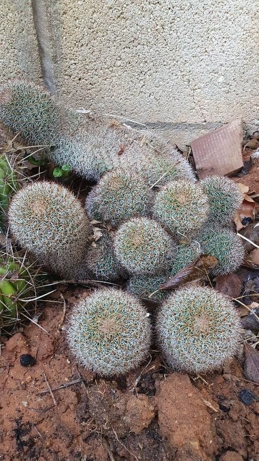 Cactus 7