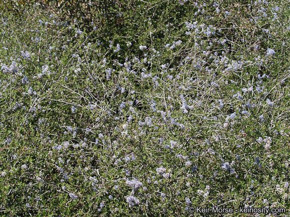 Ceanothus plstnatý 8
