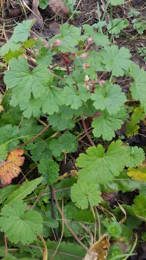 Géranium à feuilles rondes 11
