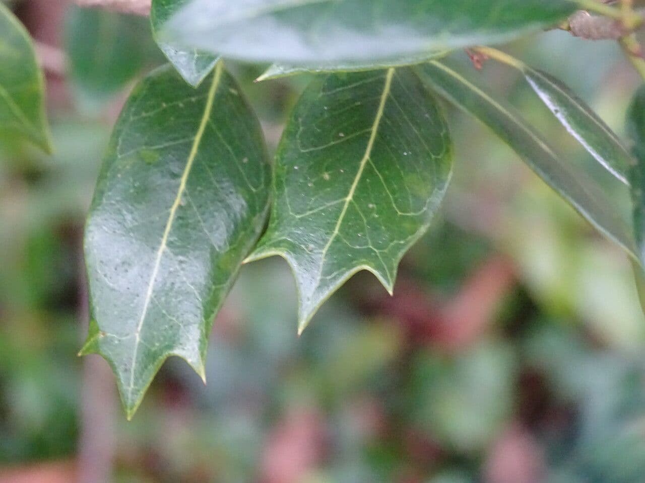 Olearia 4
