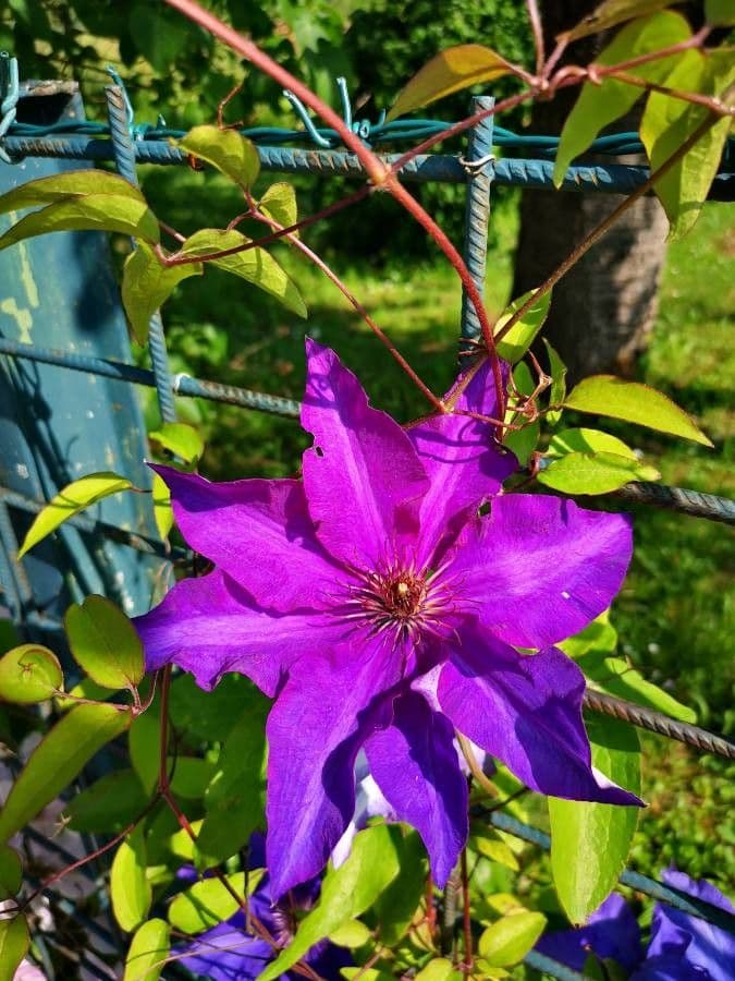 Clematis 3