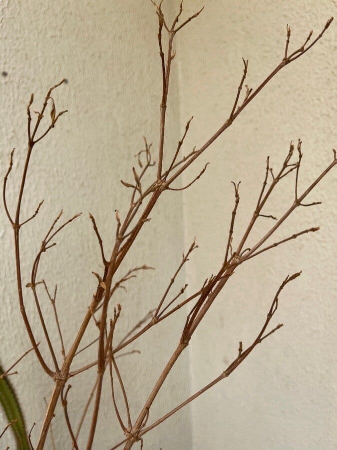 Pleroma 21