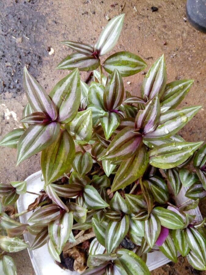 Tradescantia 19