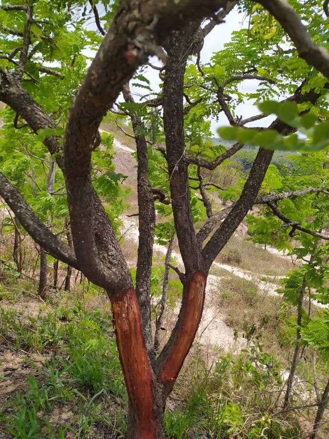 Stryphnodendron 9