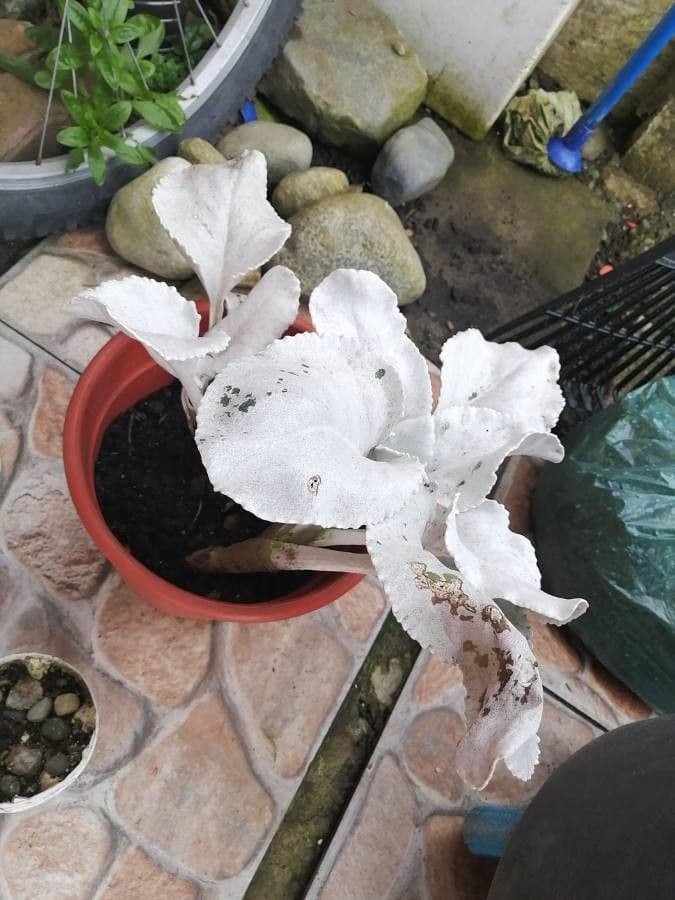 Senecio 2