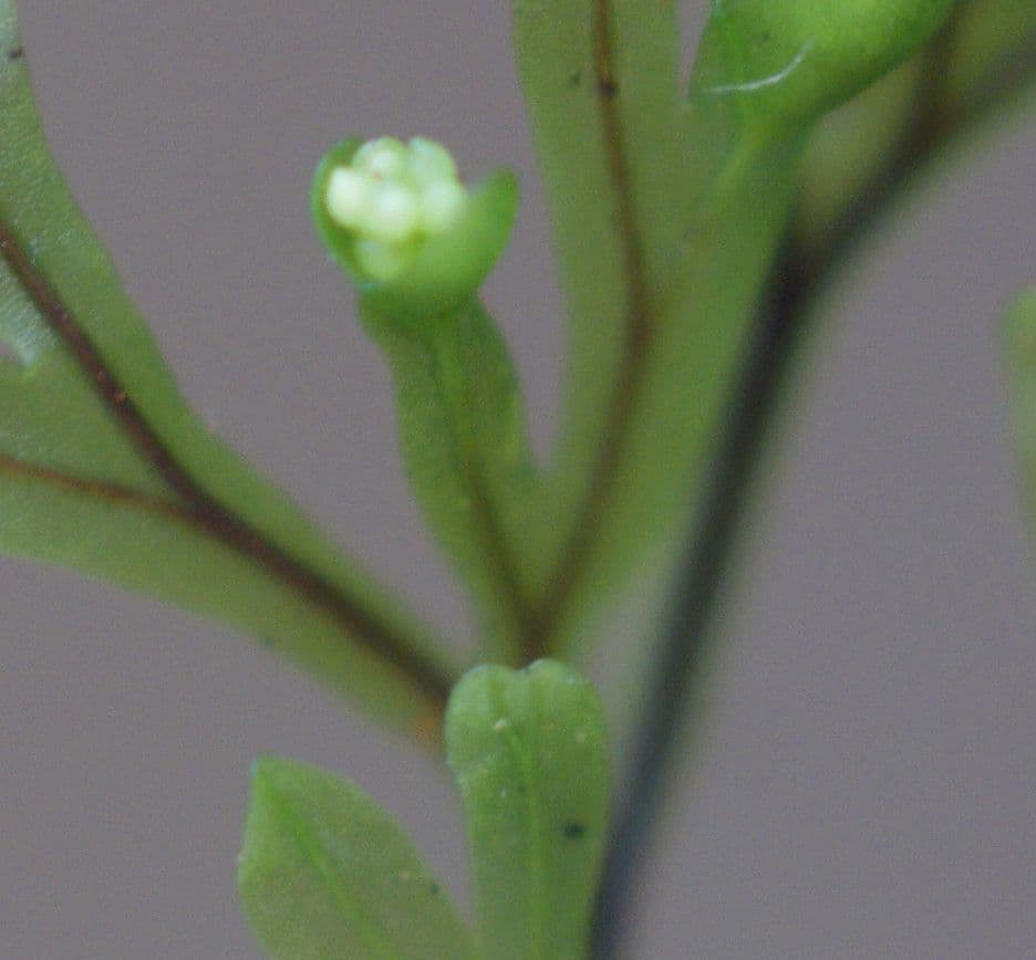 Hymenophyllum 10