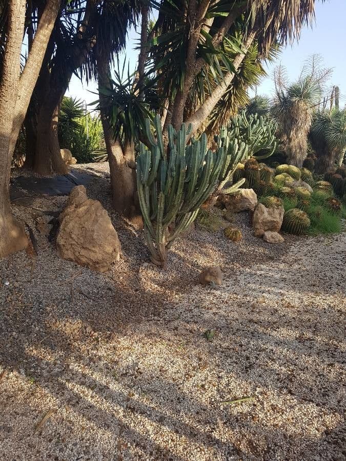 Myrtillocactus geometrizans 20