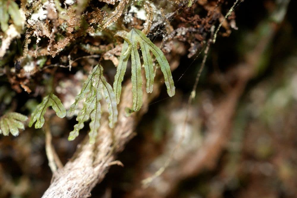 Hymenophyllum digitatum 3