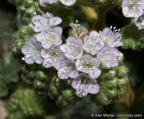 Facelia pedicellata 4