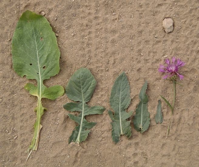 Centaurea diluta 8