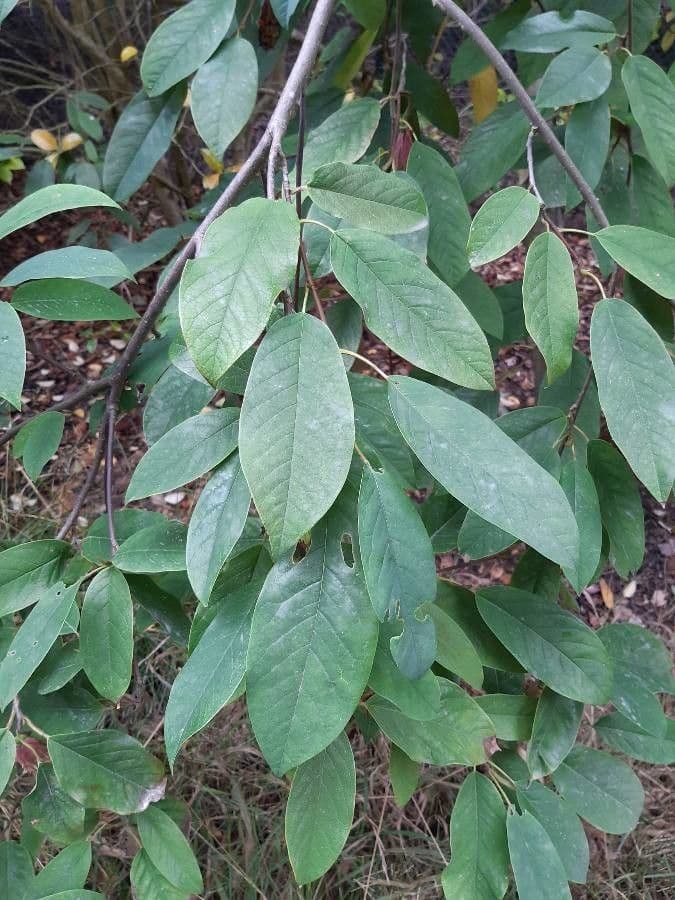Magnolia 13