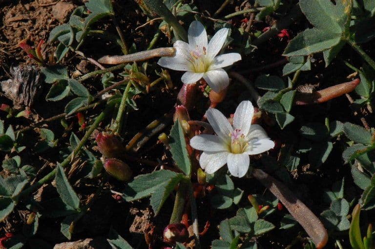 Lewisia nana 9