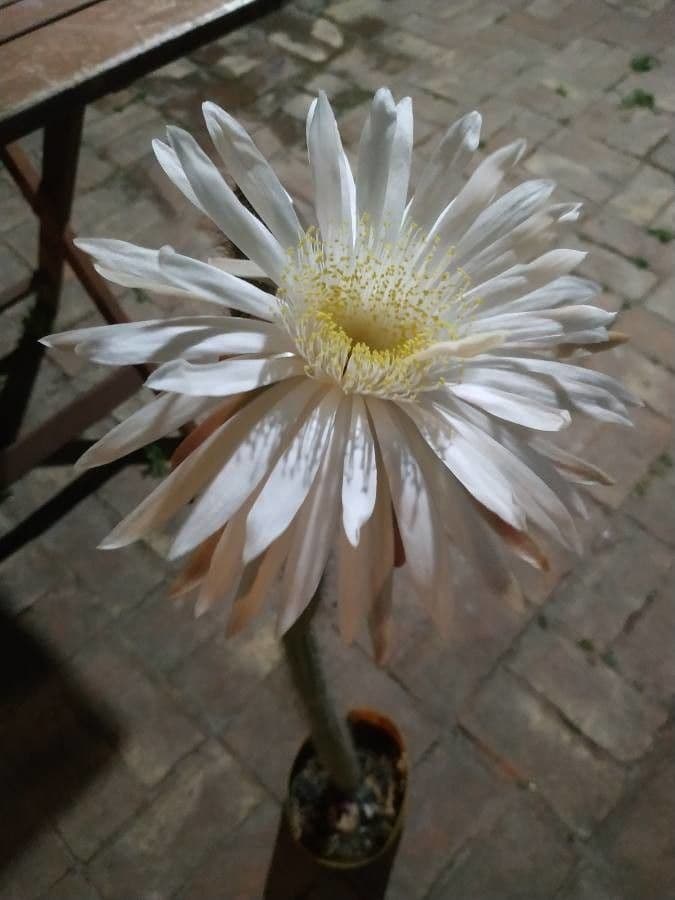 Cactus 5