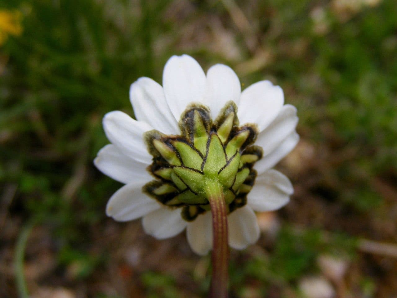 Leucanthemum 3