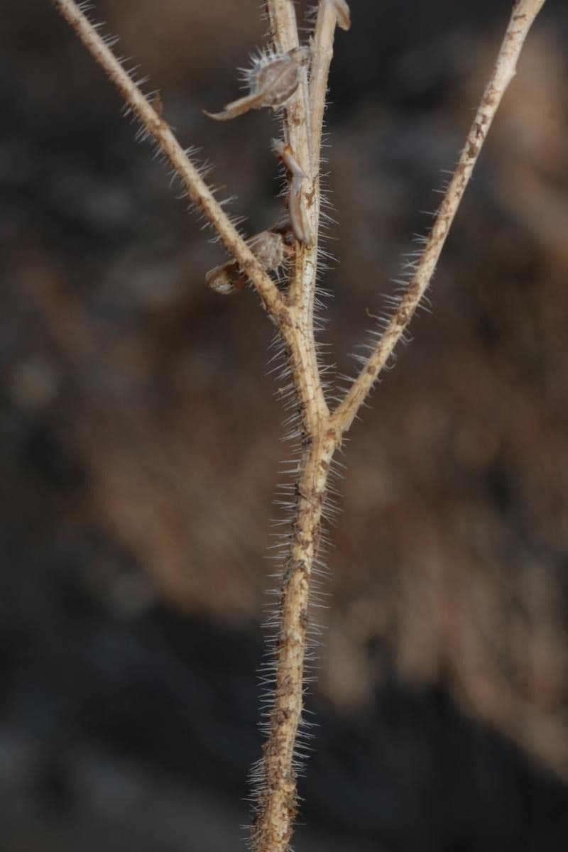 Löffelkohl 25