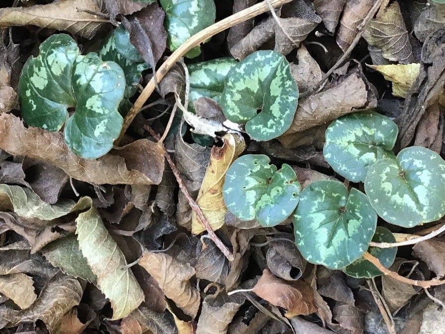 Ciclamino 7
