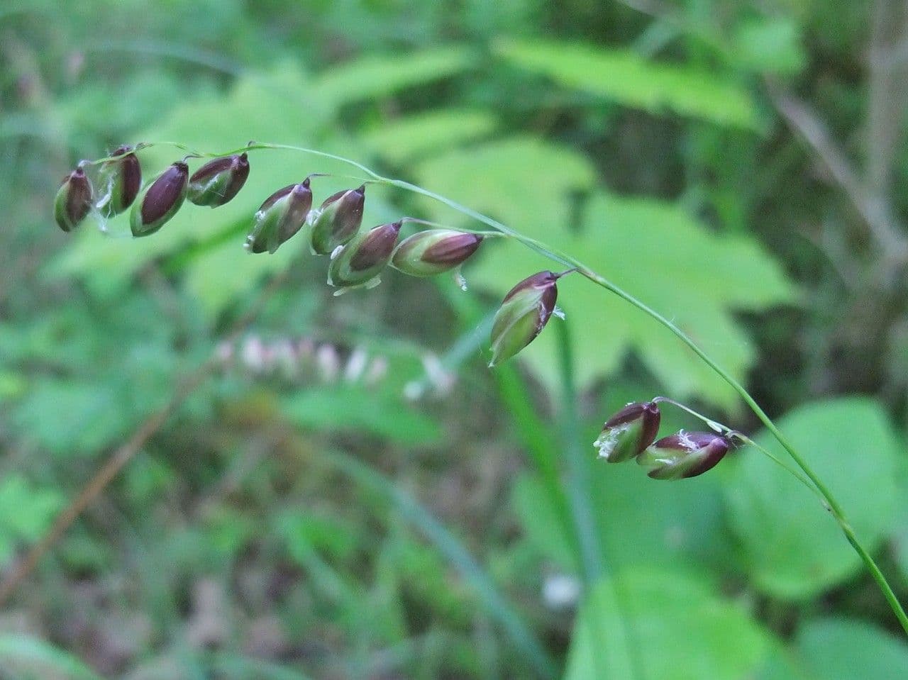 Erba perla pendula 12