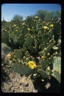 Nopal de espinas marrones 13