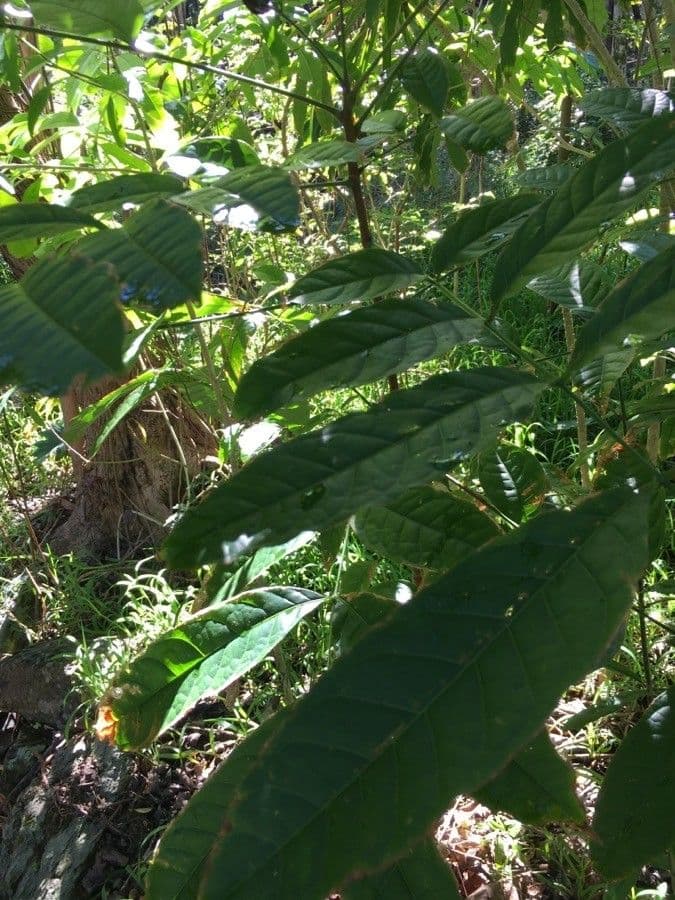 Cupaniopsis 8