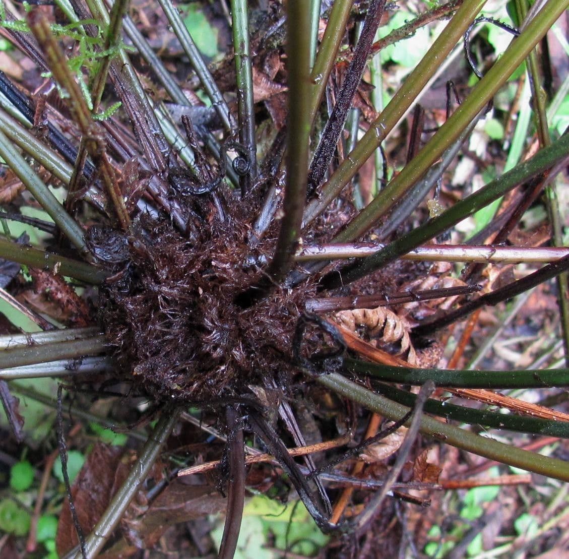 Blechnum gracile 6