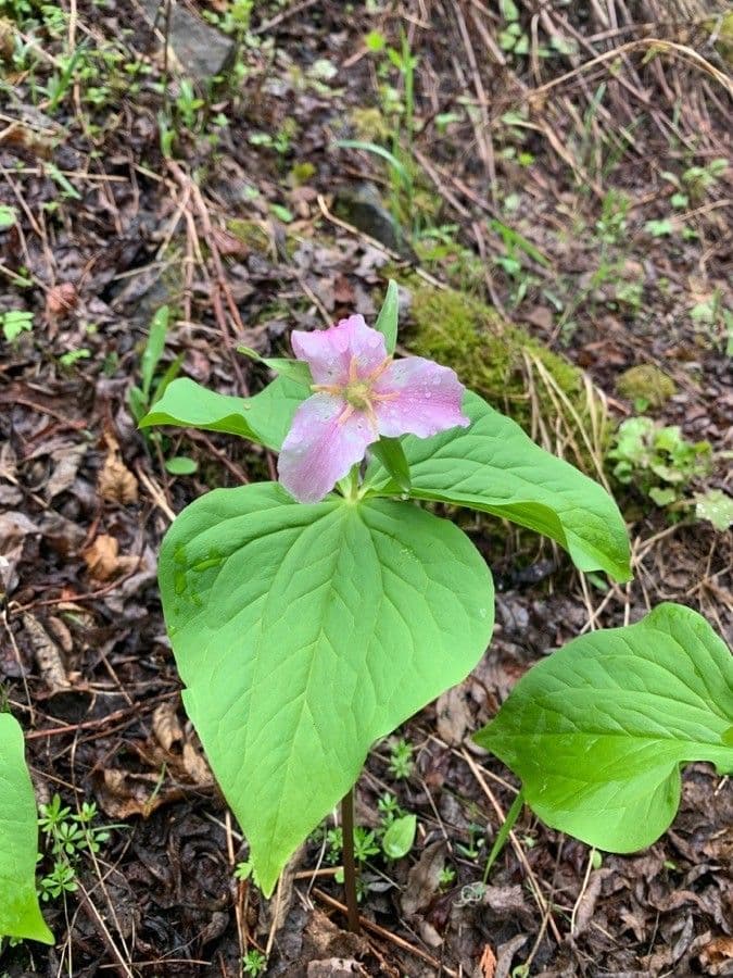 Trillium ovato 7