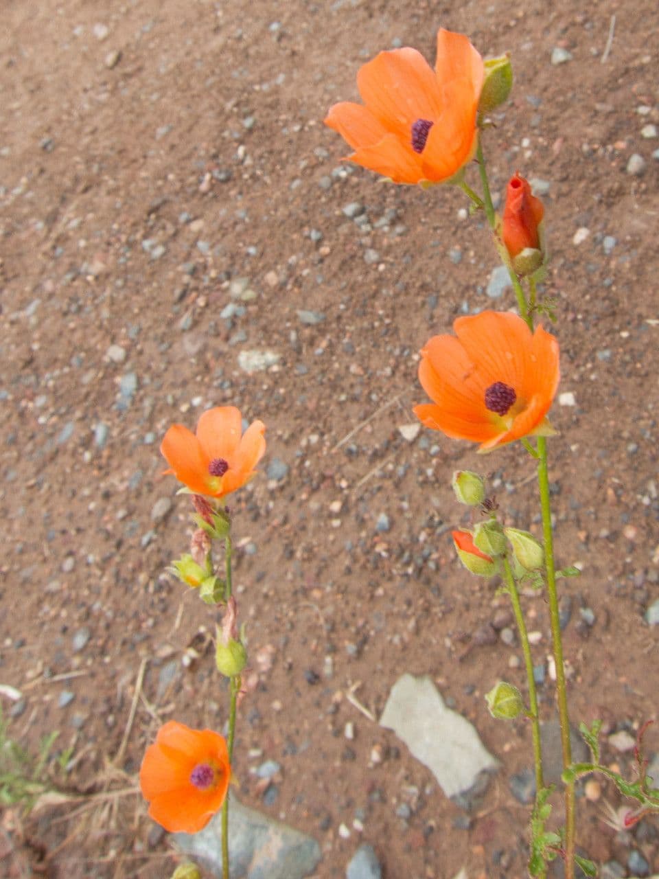 Malva de Rusby 8