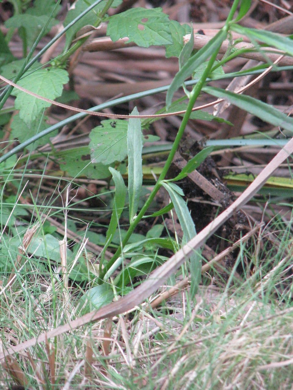 Lobelia urens 14