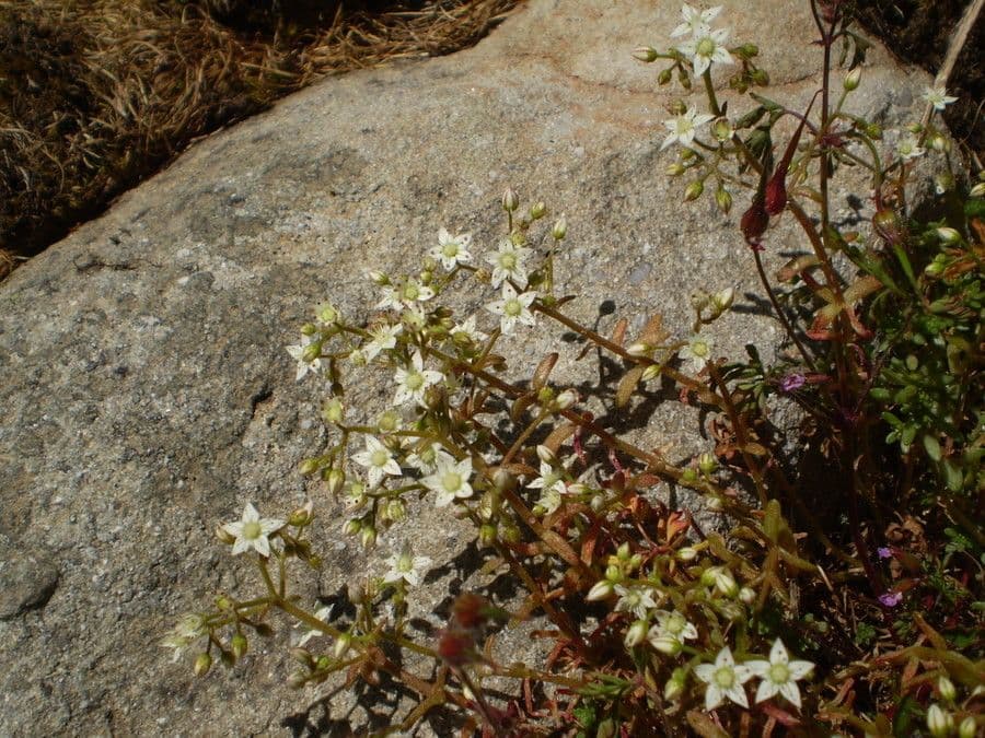 Sedum 6