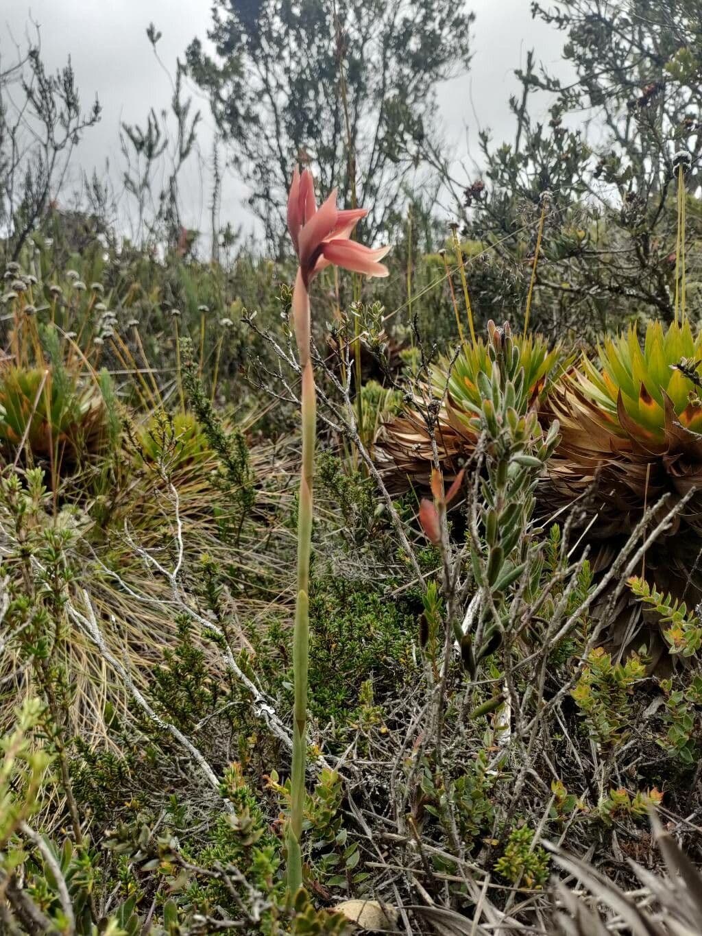 Orchide a guaina 3