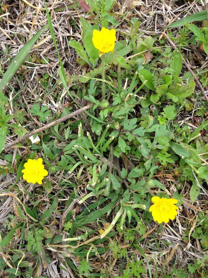 Ranunculus macranthus 4