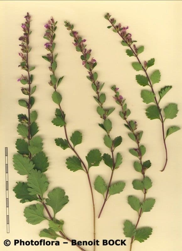 Teucrium 25
