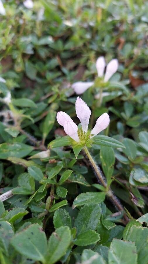 Richardia scabra 5