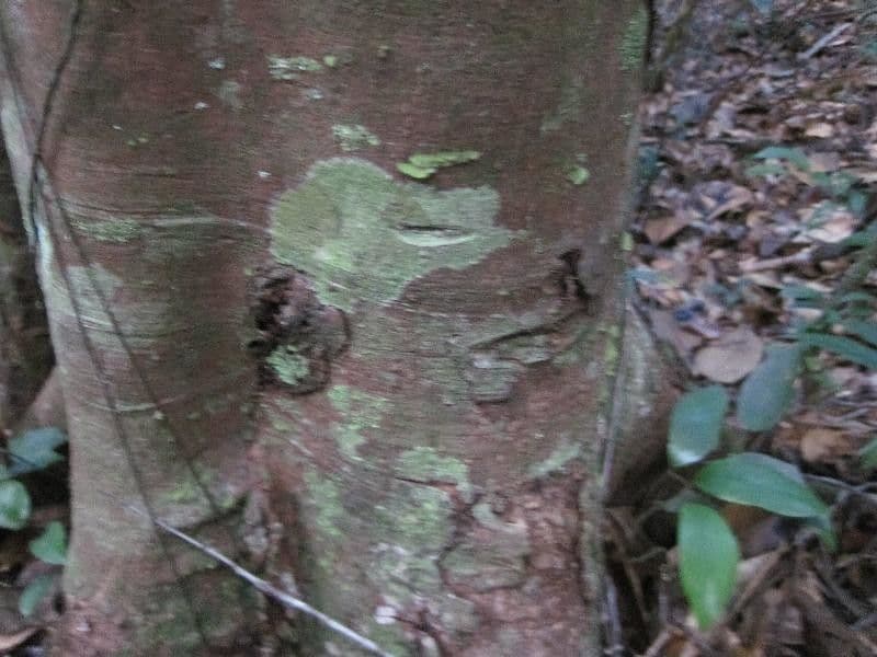 Vantanea 9