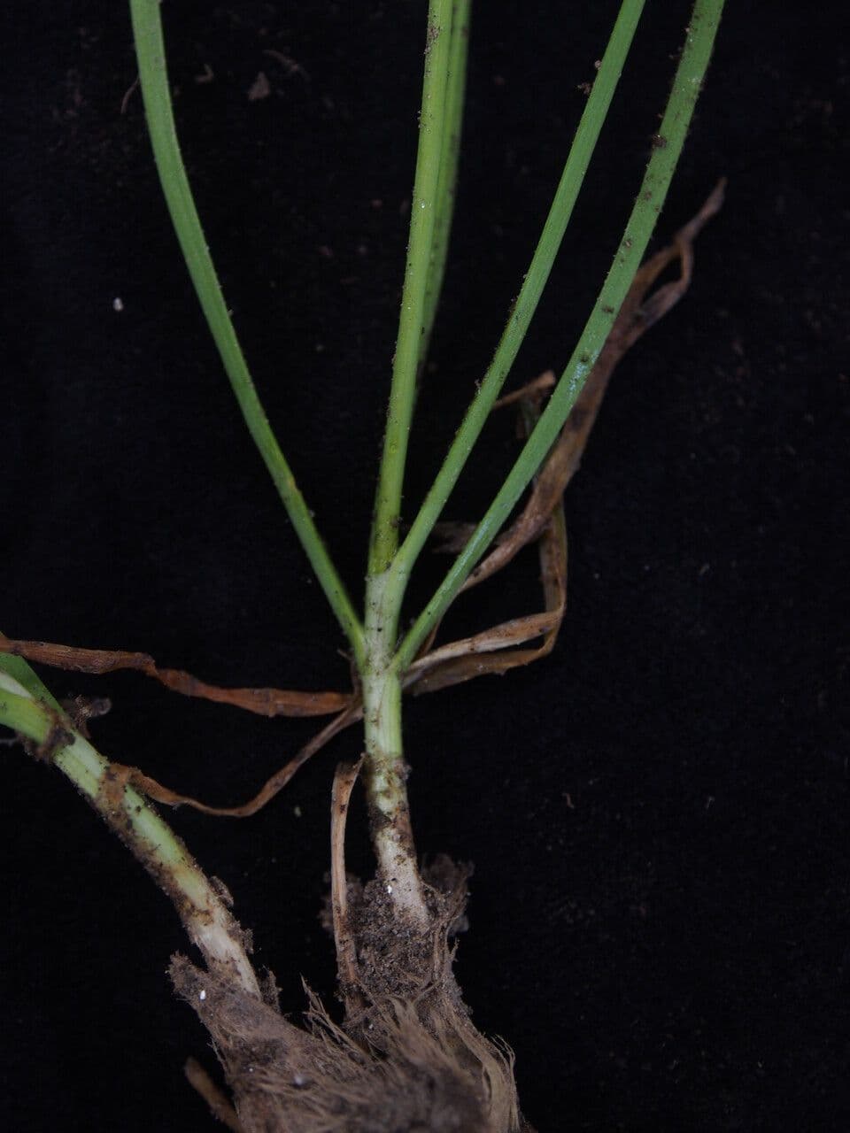 Schnittknoblauch 12