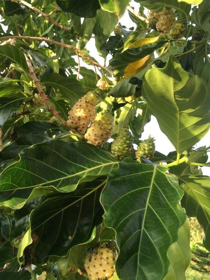 Indische Maulbeere 5