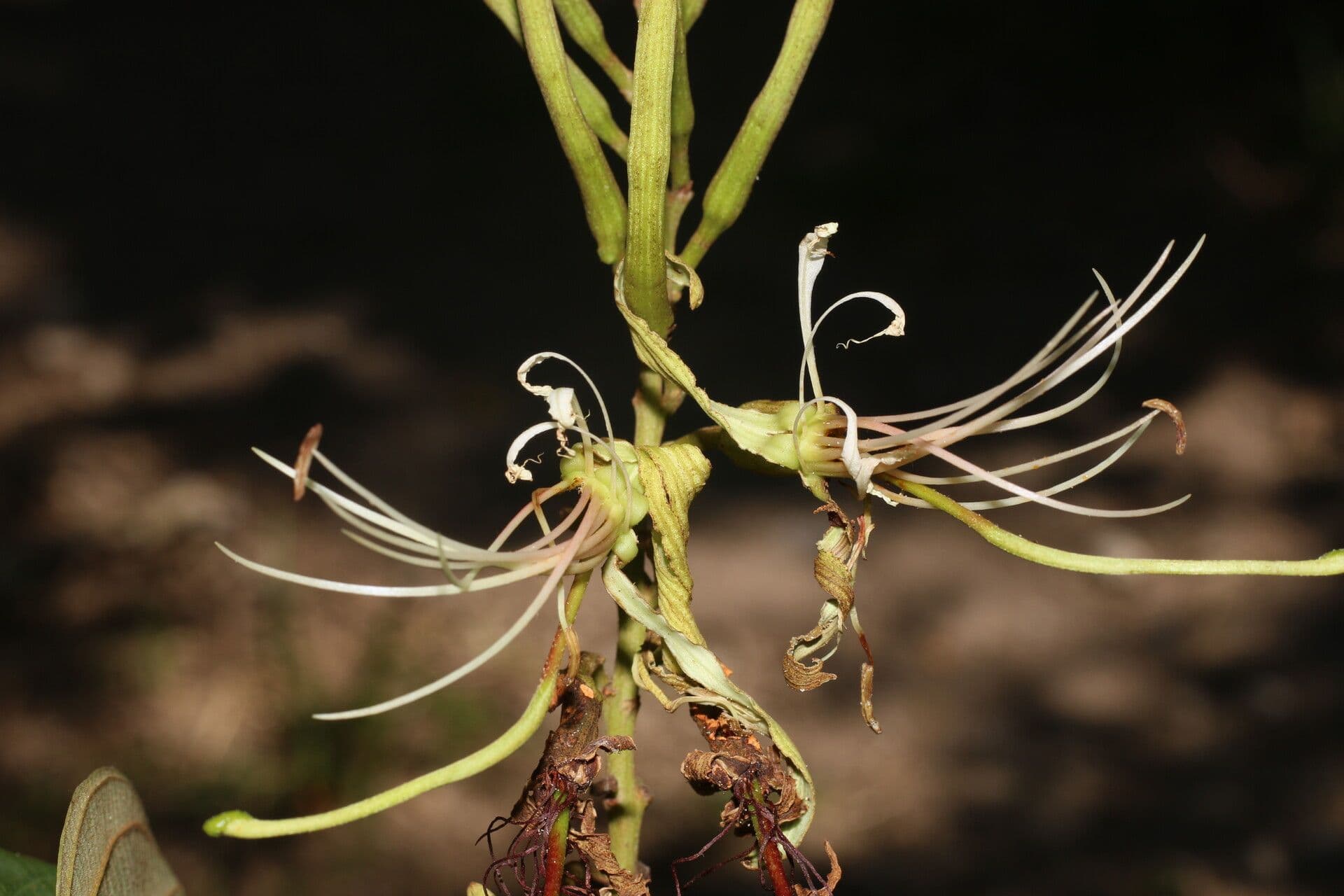 Bauhinia ungulata