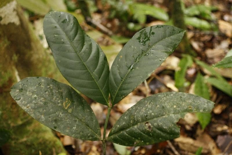 Tabernaemontana 2