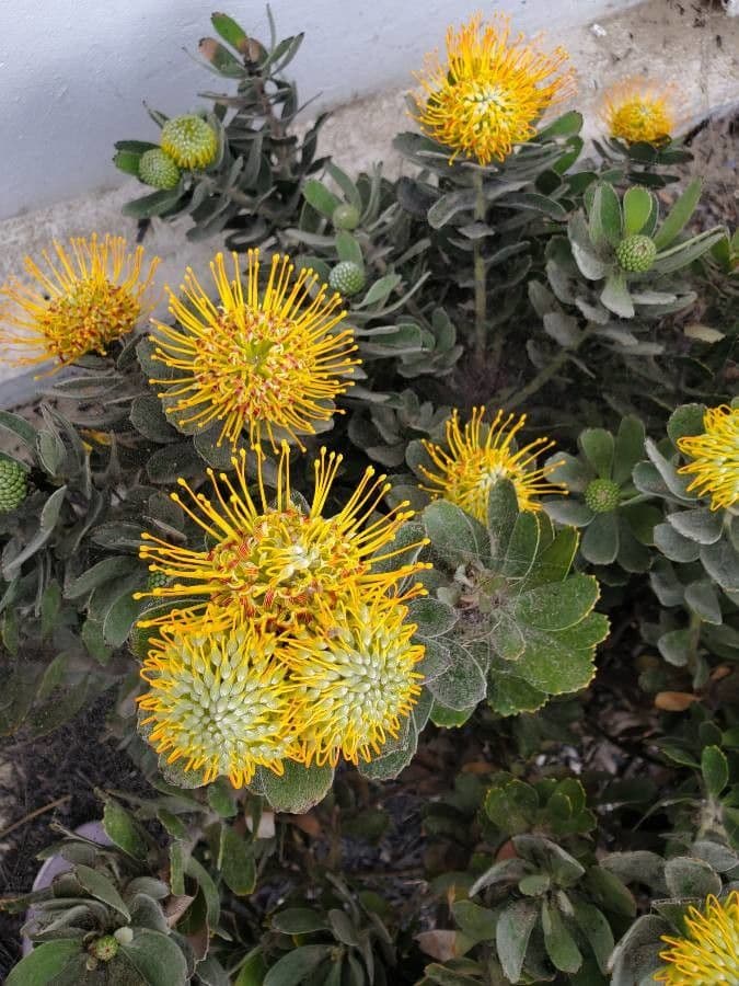 Leucospermum 15