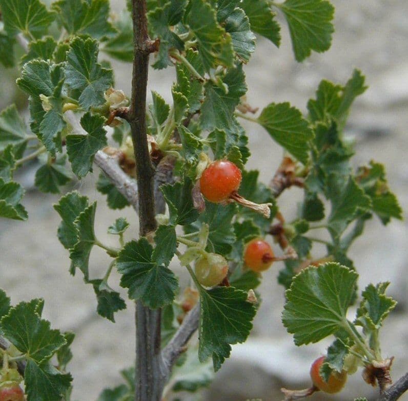 Ribes cereo 13