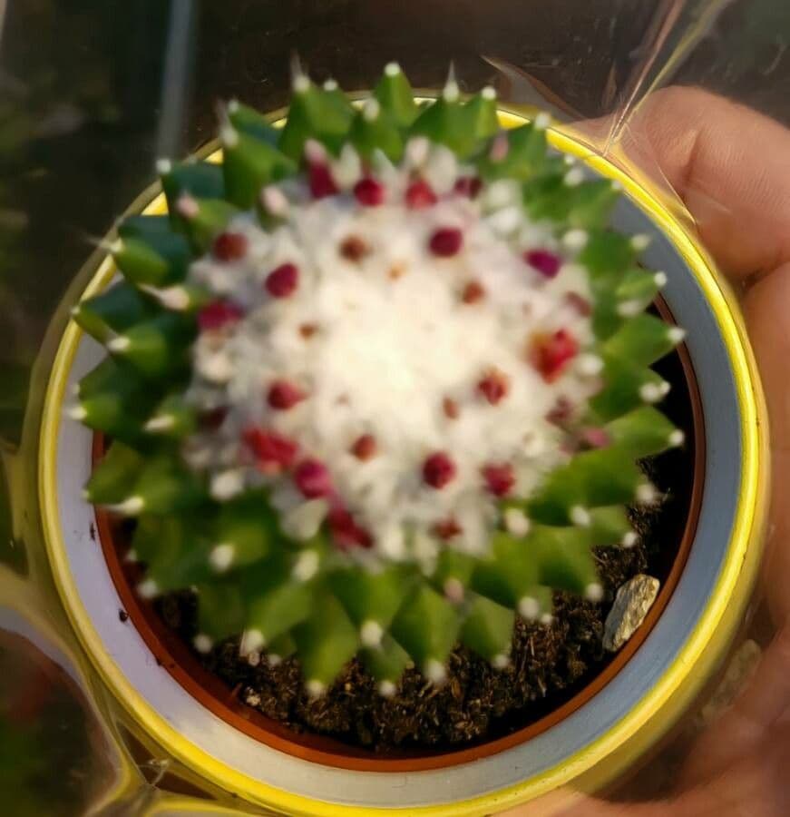 Mammillaria 4