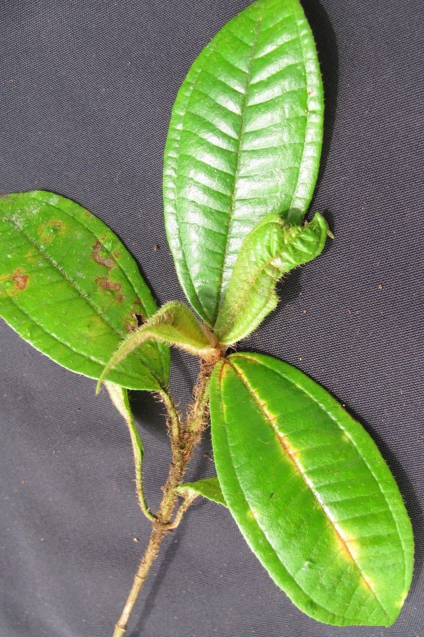 Matthaei-Miconia 15