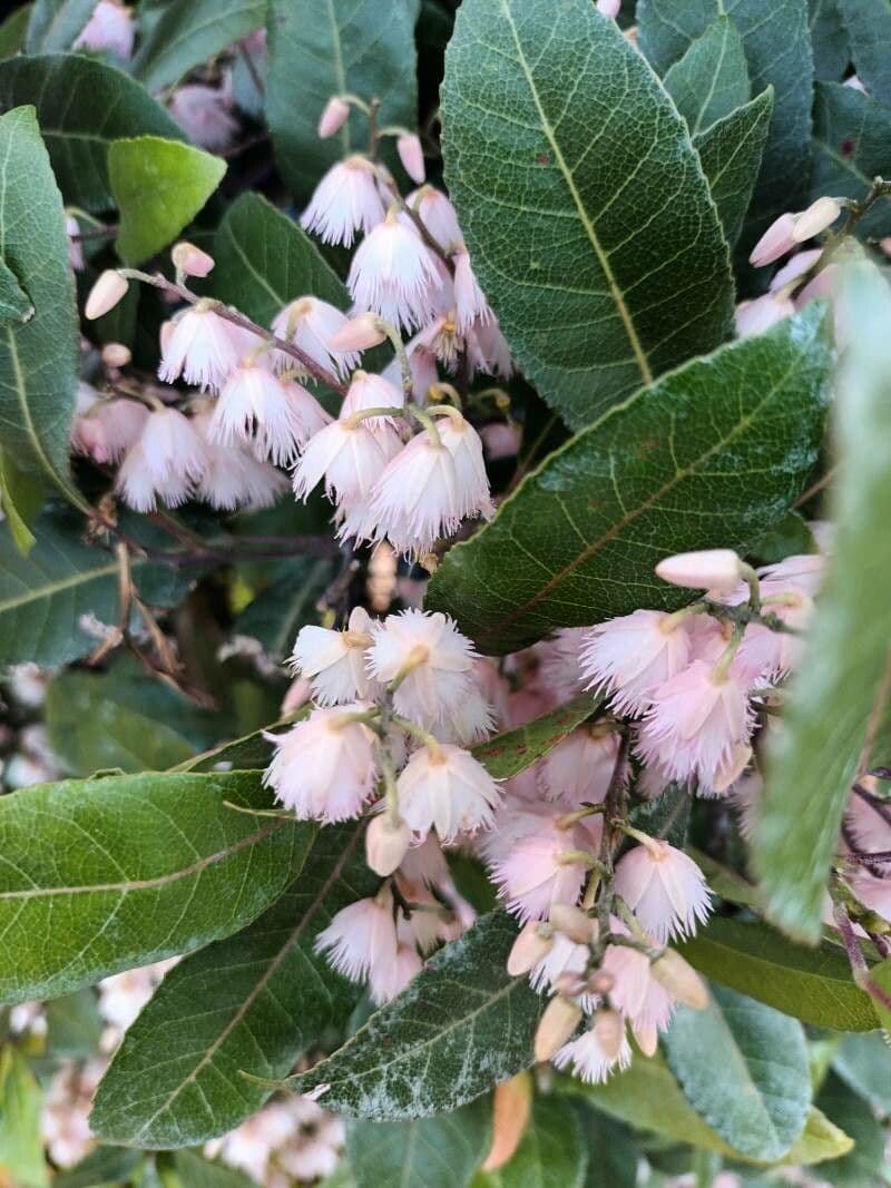Elaeocarpus reticulatus 8