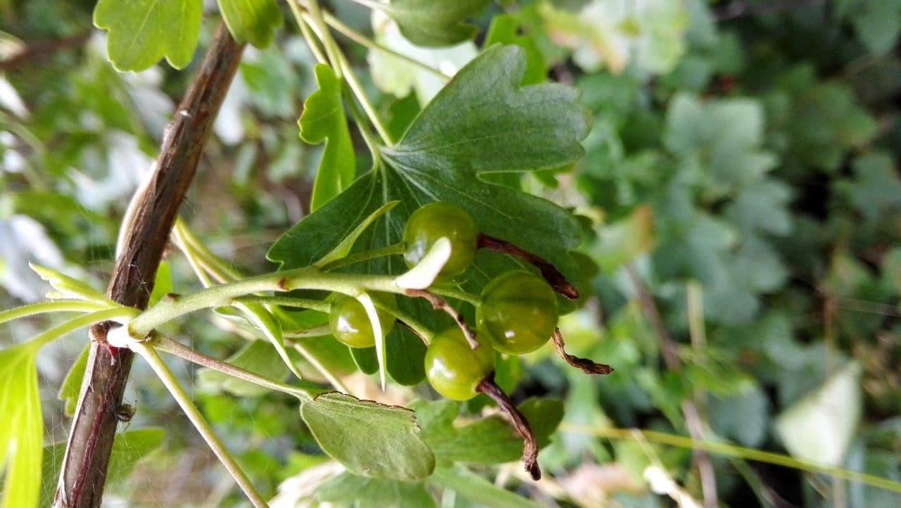 Ribes aureo